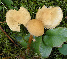 Cystoderma amianthinum var. amianthinum.